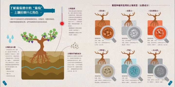圖解 | 一瓶葡萄酒到底是怎么釀造出來(lái)的? 圖解 | 一瓶葡萄酒到底是怎么釀造出來(lái)的?