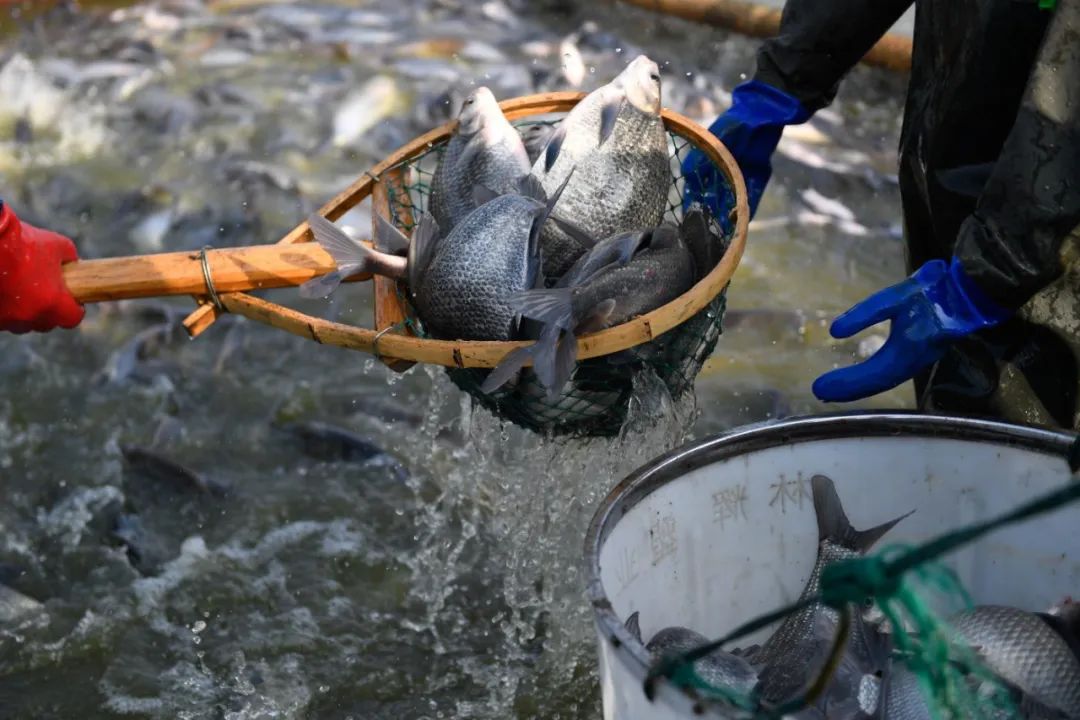 中国尝试改变补贴方式以保护海洋渔业资源_中国渔业协会