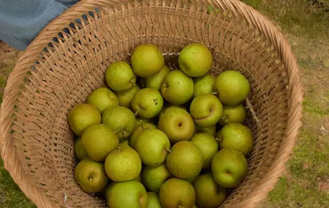 亲睦家老年医院爱心下乡到巴中-采摘下来的梨