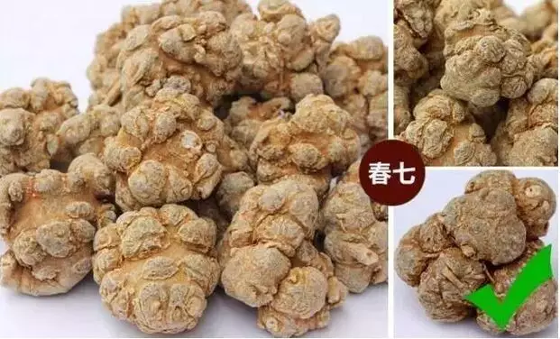 真 or 假三七如何鉴别