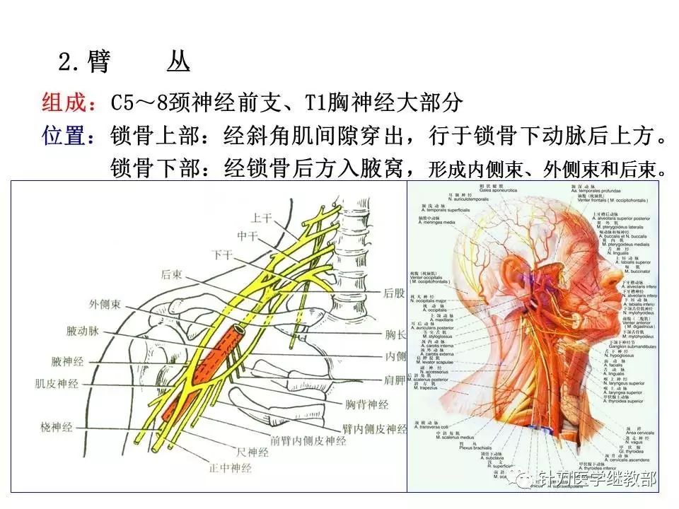 【干货】31对脊神经走形与支配