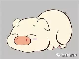 新手養豬四大誤區|行業資訊-福州共創環保技術有限公司