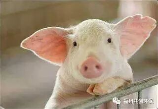 新手養豬四大誤區|行業資訊-福州共創環保技術有限公司