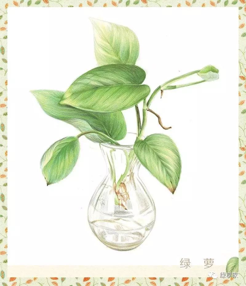 水培绿萝繁殖方法