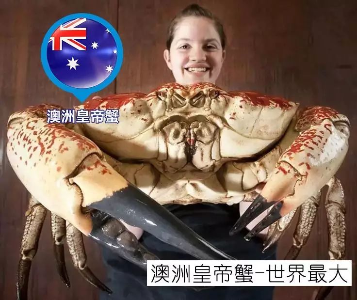 【世界最大螃蟹【全球螃蟹展】澳洲皇帝蟹,美国帝王蟹,加拿大太子蟹