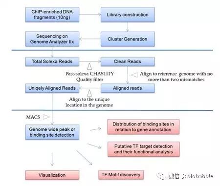 ChIP分析流程