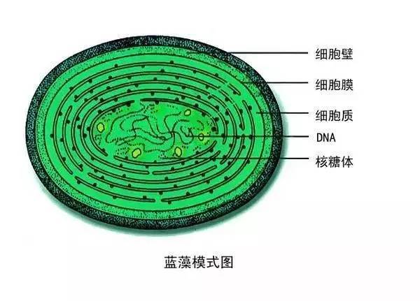 锚定:真核生物  生存斗争  种间竞争  双小核草履虫获胜 02 大肠杆菌