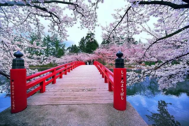 日本樱花桥