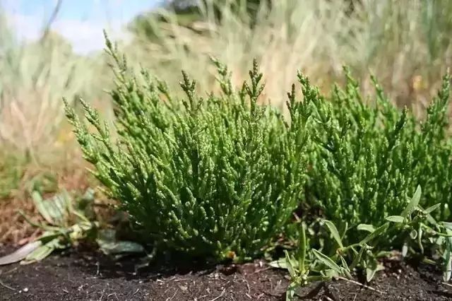 最耐盐碱土的植物——盐角草