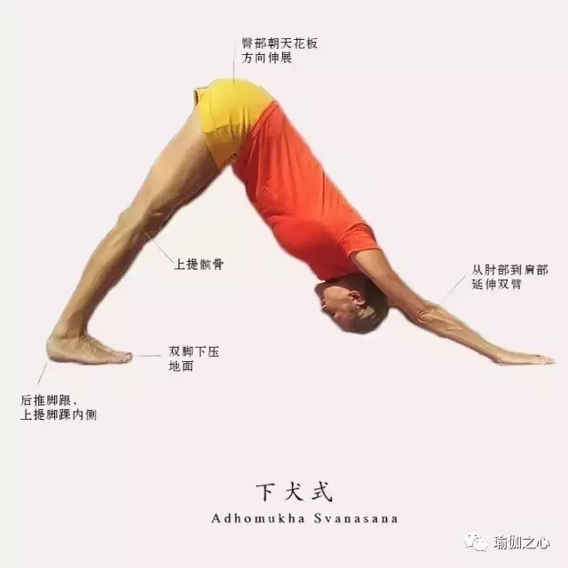 透析艾扬格瑜伽入门经典体式
