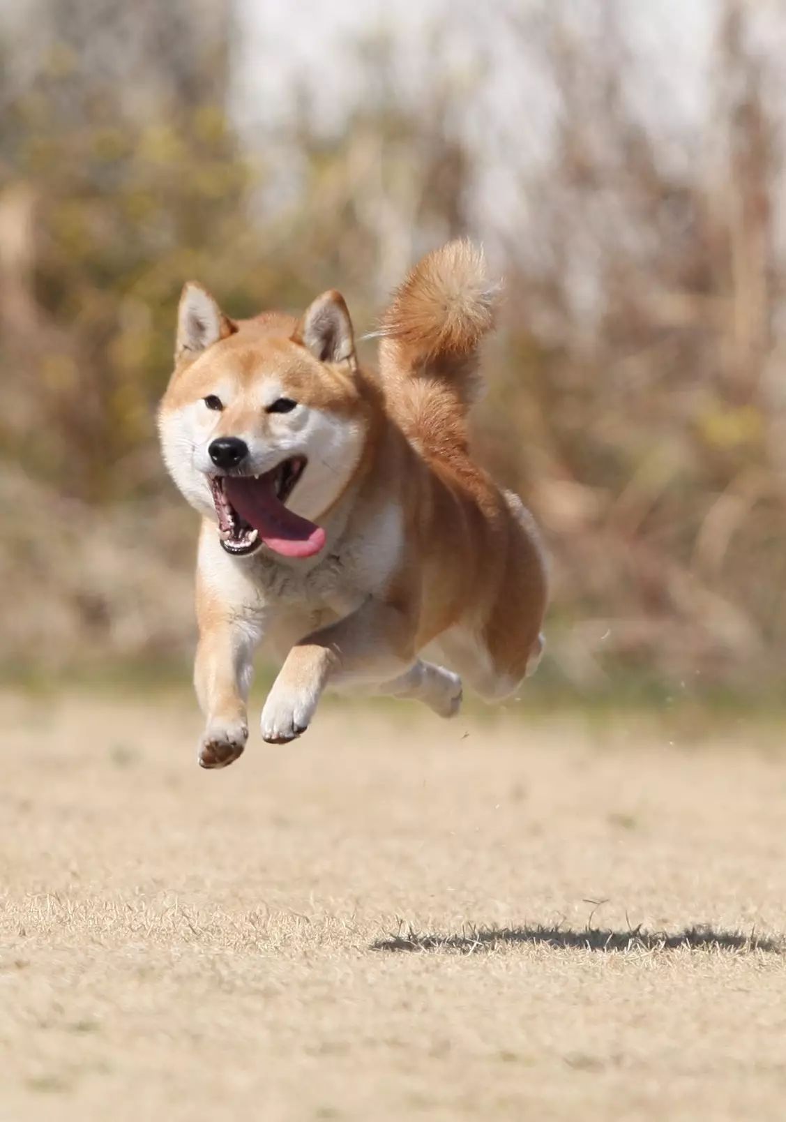 除了秋田和柴犬 这些犬种竟也是日本 原产犬 今日日本 微文库