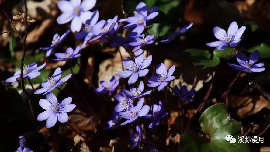 花词365「1月9日·雪割草」