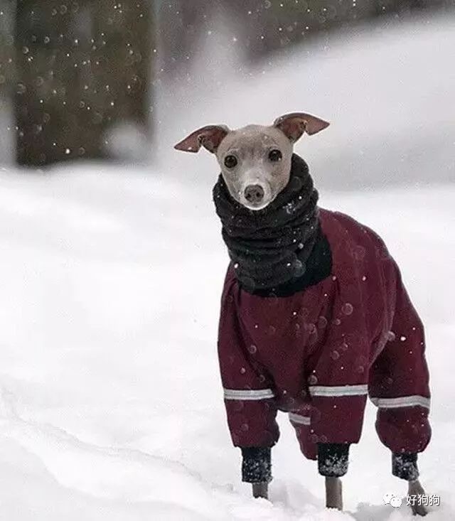 怎么说呢,狗子的这套衣服,脖套应该很保暖,就是有点冻耳朵?