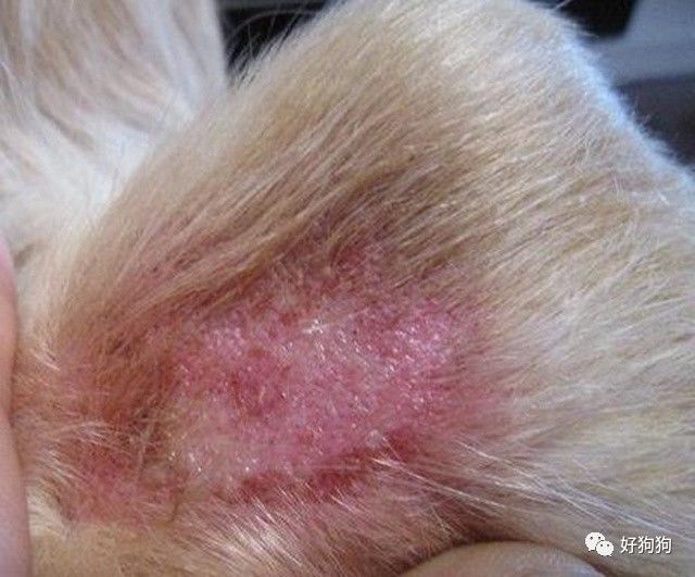 科普篇:狗狗患上皮肤病怎么办?