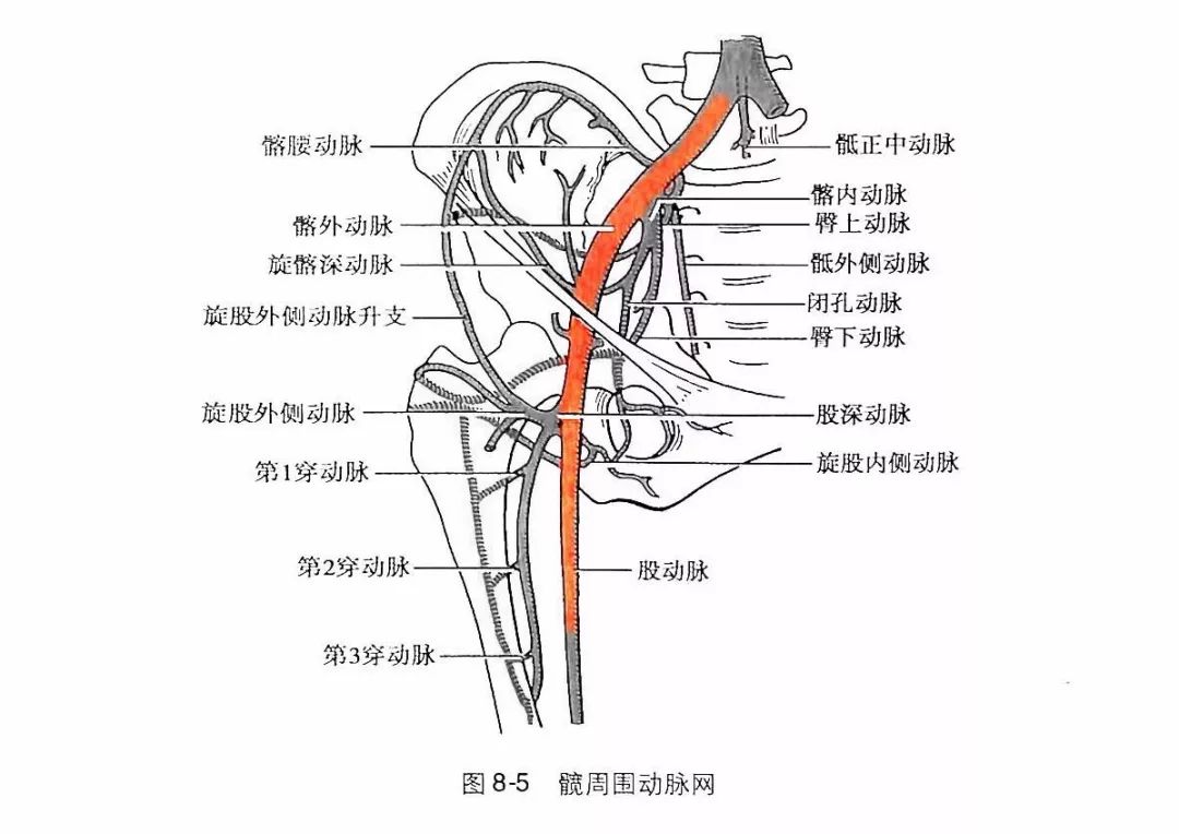 1 体位:取仰卧位,下肢伸直略外展外旋,充分暴露穿刺部位.