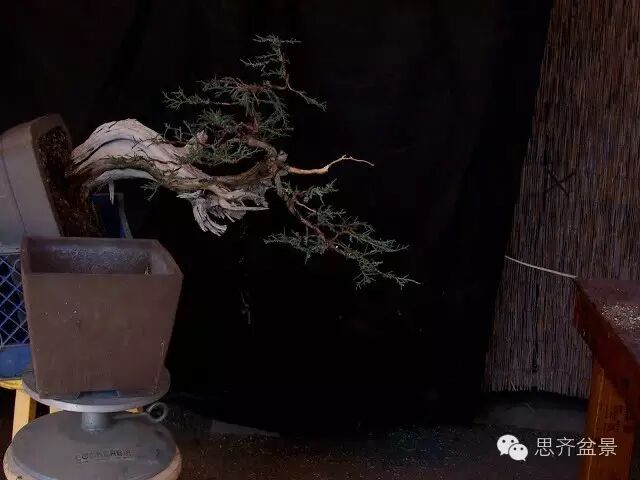 图解 柏树盆景怎么改做的方法