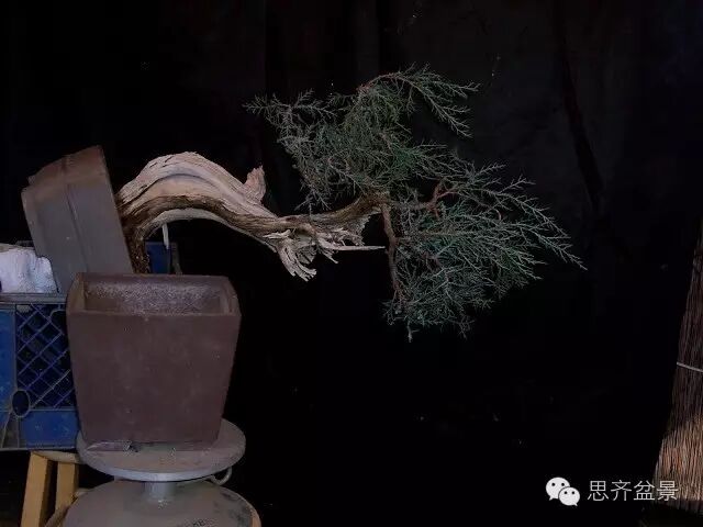 图解 柏树盆景怎么改做的方法