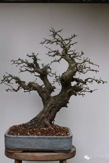 图解 山楂盆景怎么日常培育的方法