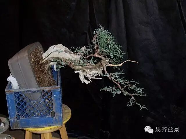 图解 柏树盆景怎么改做的方法