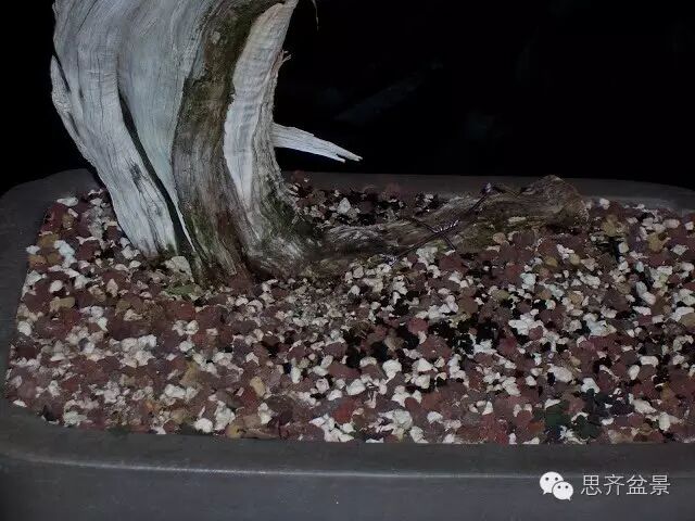 图解 柏树盆景怎么改做的方法