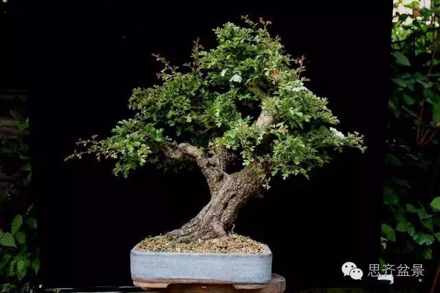 图解 山楂盆景怎么日常培育的方法