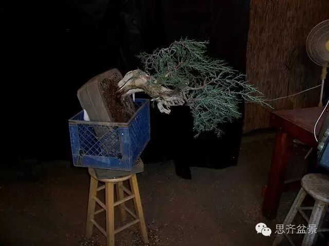 图解 柏树盆景怎么改做的方法