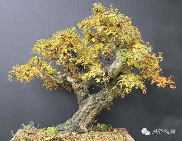 图解 山楂盆景怎么日常培育的方法