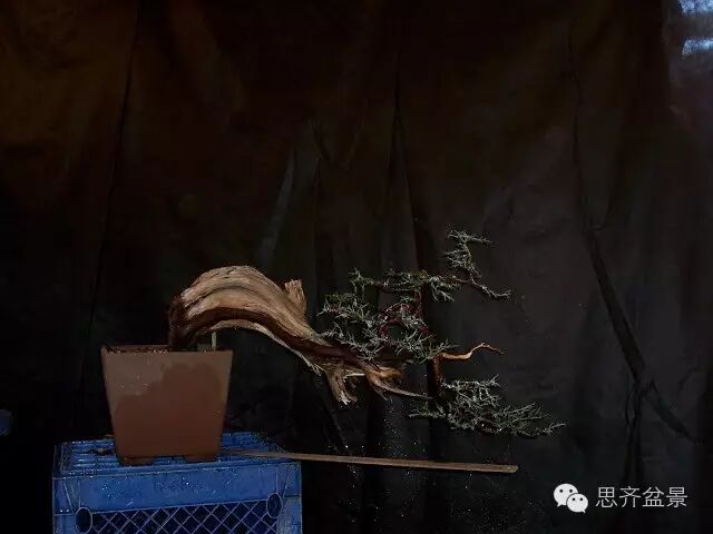 图解 柏树盆景怎么改做的方法