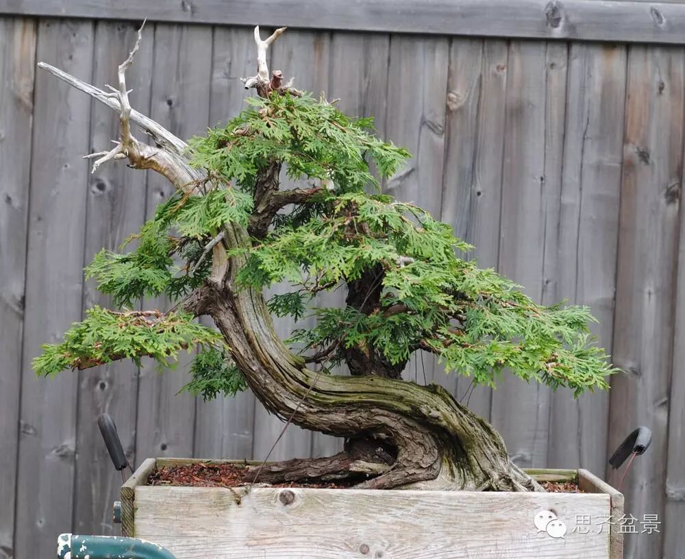 图解 柏树下山桩怎么制作盆景的方法