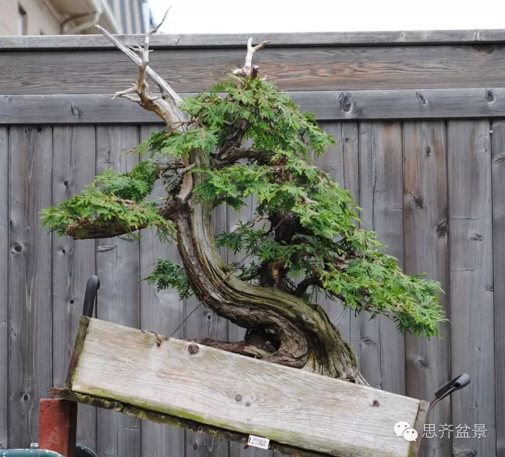图解 柏树下山桩怎么制作盆景的方法
