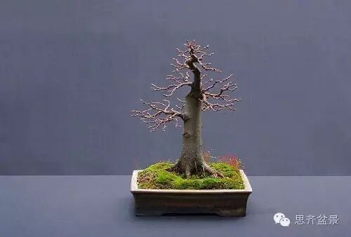 十年培育 | 直杆素材成精美盆景的经典案例