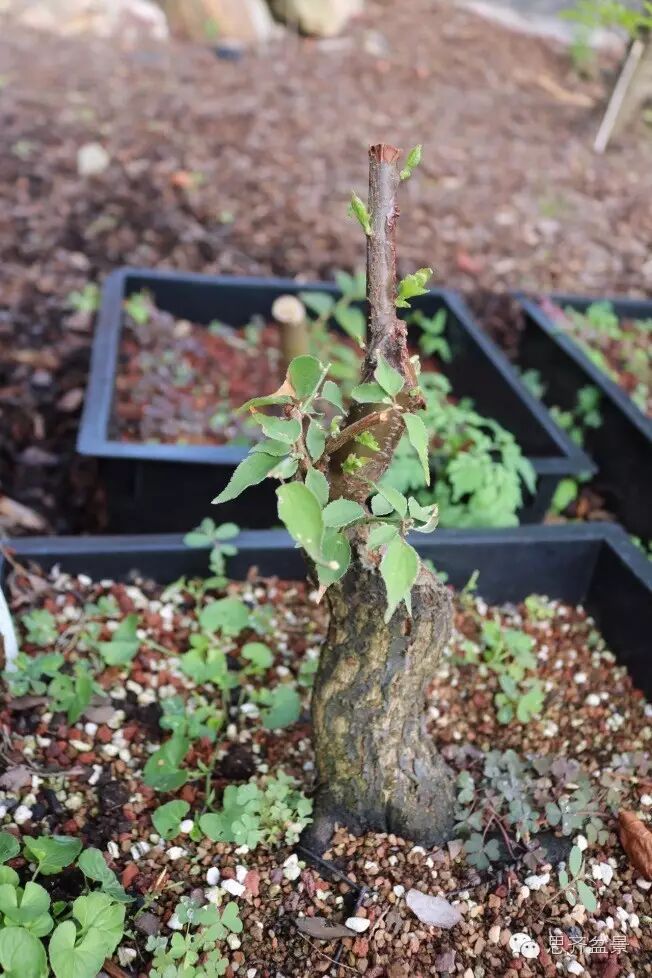 图解 梅花小矮霸盆景怎么成长的过程 图片