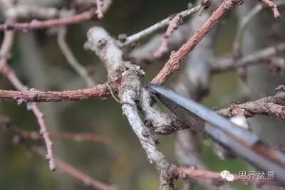 图解 落叶松盆景的制作风动式的方法