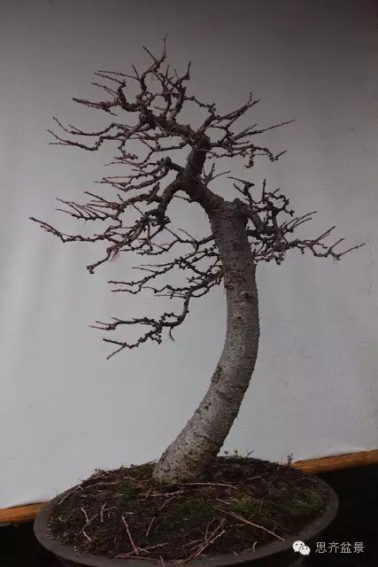 图解 落叶松盆景的制作风动式的方法