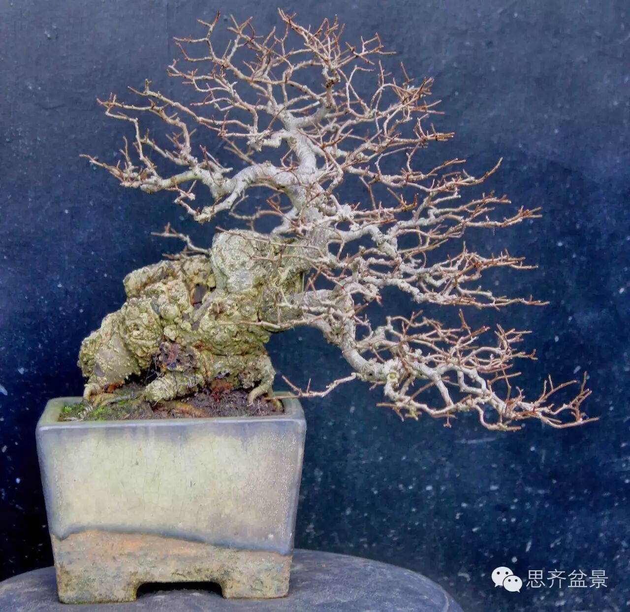图解 养了16年的榆树盆景长什么样