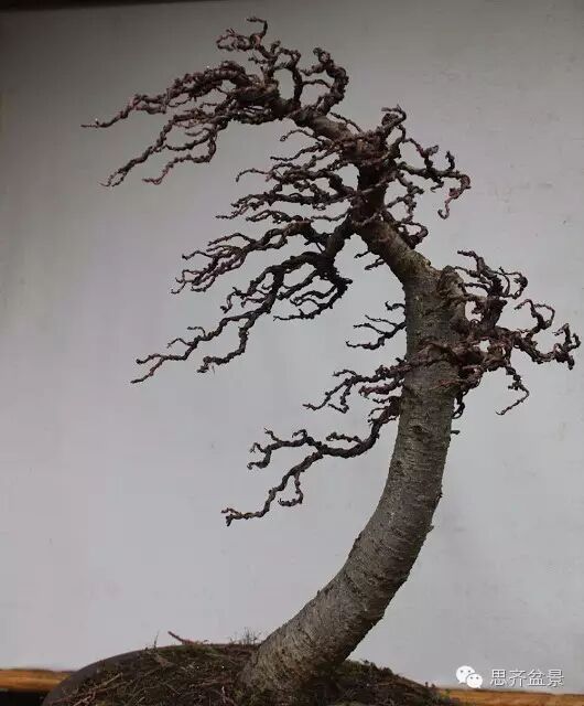 图解 落叶松盆景的制作风动式的方法