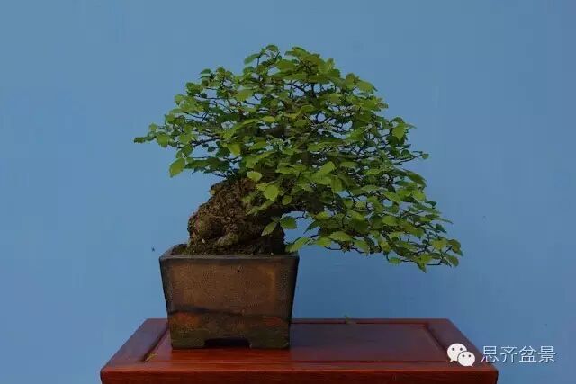 图解 养了16年的榆树盆景长什么样