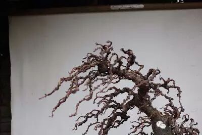 图解 落叶松盆景的制作风动式的方法