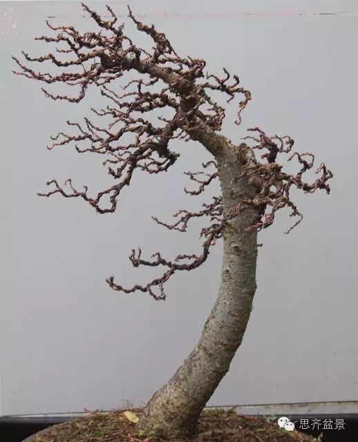 图解 落叶松盆景的制作风动式的方法