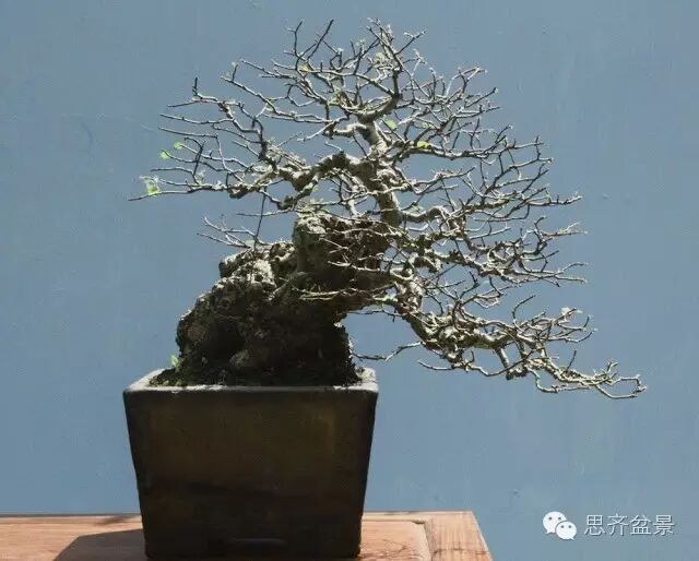 图解 养了16年的榆树盆景长什么样