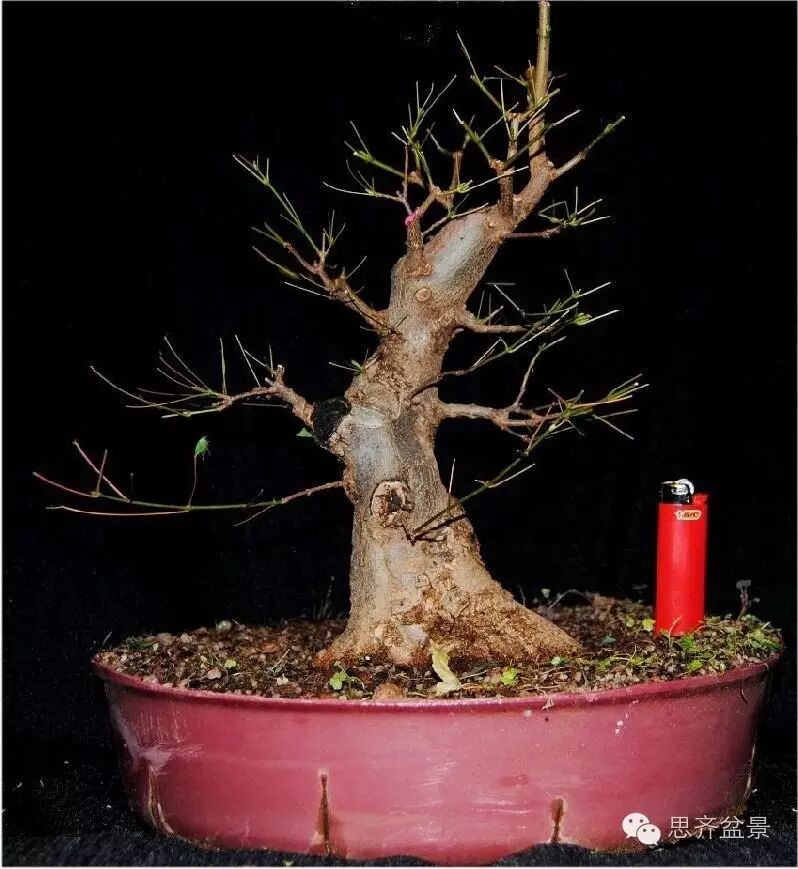 图解 小矮霸三角枫下山桩怎么制作成盆景