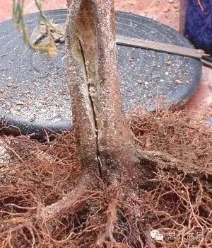 图解  如何快速改善盆景树干的收尖