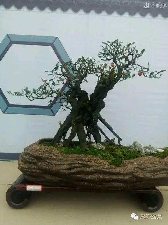 四川省第八届盆景展抢先看