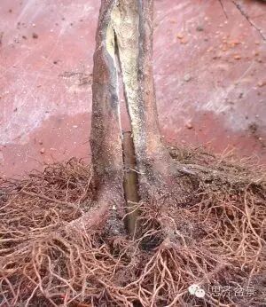 图解  如何快速改善盆景树干的收尖