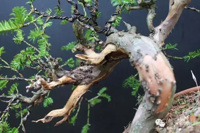 图解 红豆杉盆景怎么造型设计的方法