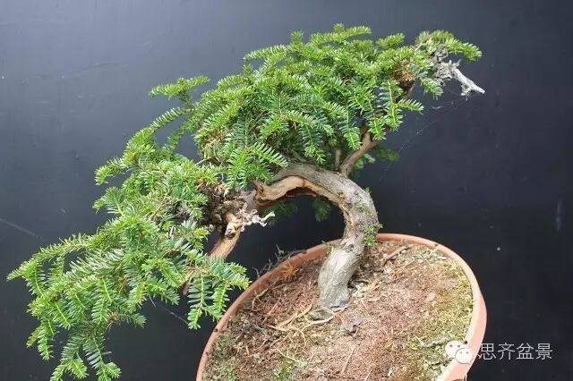 图解 红豆杉盆景怎么造型设计的方法