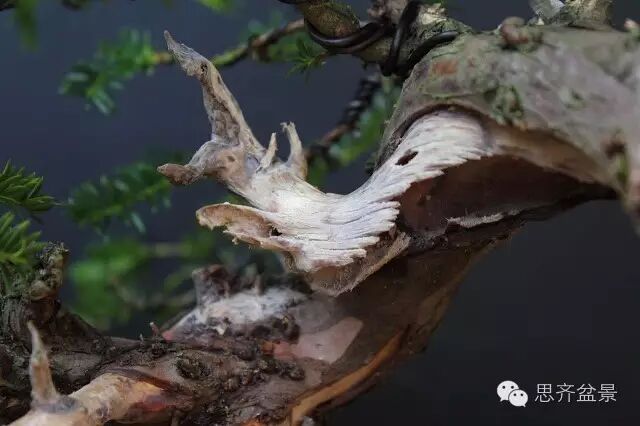 图解 红豆杉盆景怎么造型设计的方法