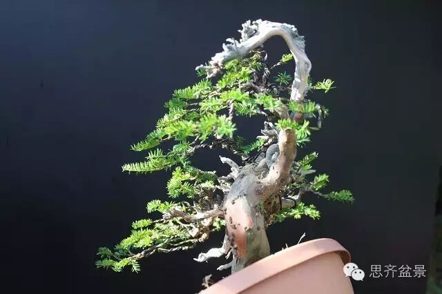 图解 红豆杉盆景怎么造型设计的方法