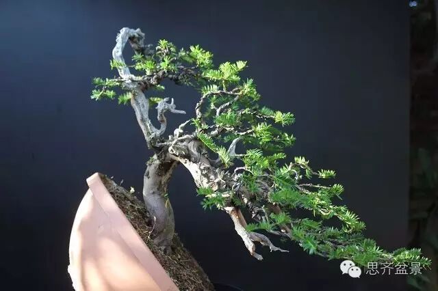 图解 红豆杉盆景怎么造型设计的方法