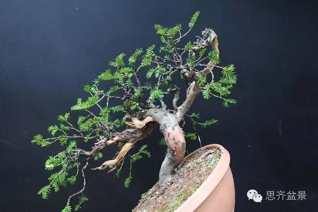 图解 红豆杉盆景怎么造型设计的方法